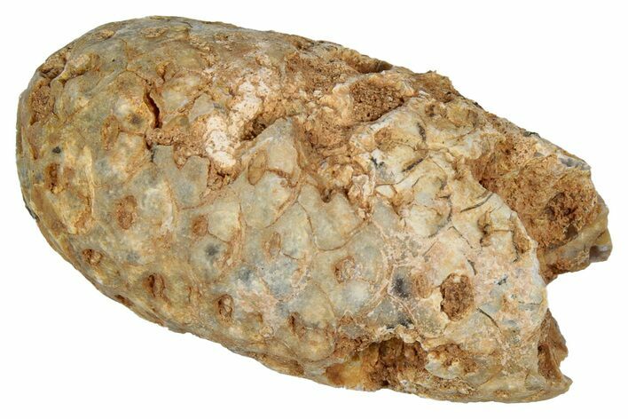 Fossil Cycadophyte Seed Cone - Boujdour, Morocco #349109